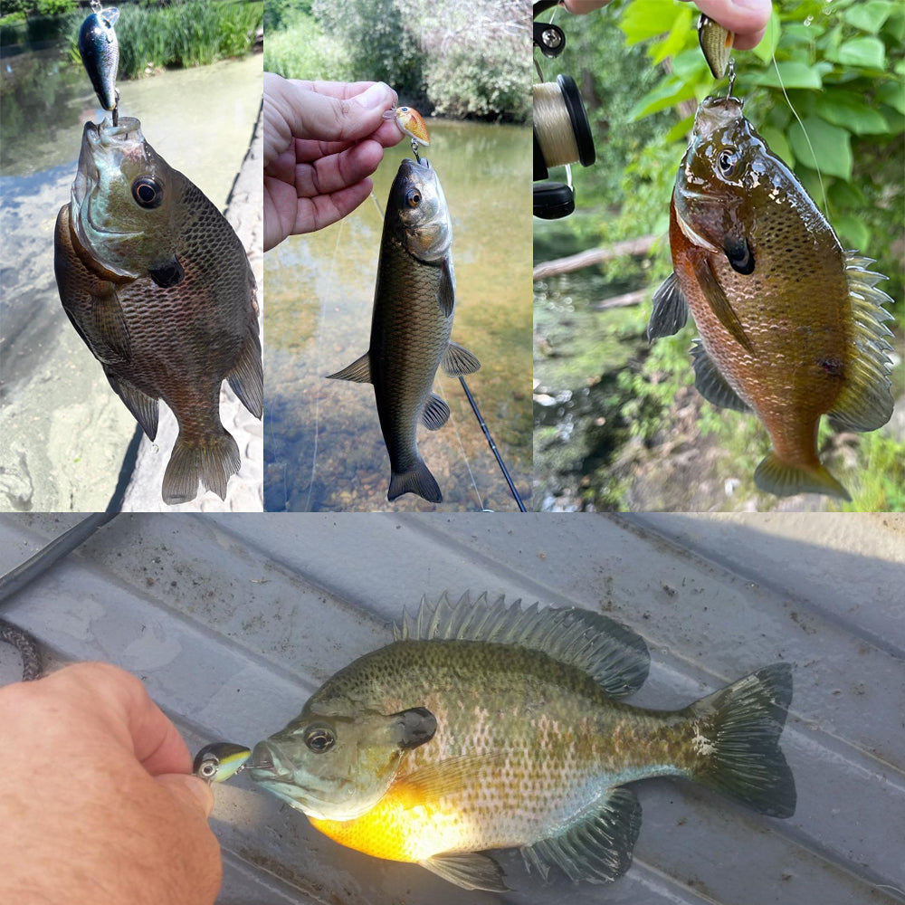 HERCULES 5 Pz/scatola Mini Crankbaits Set Esche da Pesca Esche Rigide Swimbaits Barca Oceano Topwater Esche per Trota Spigola Persico Esche da Pesca